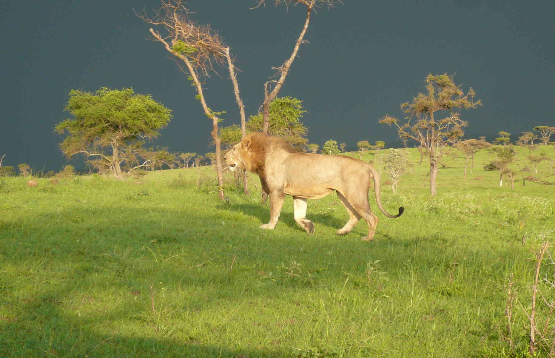 Lion - Séjour Afrique, Voyage Tanzanie