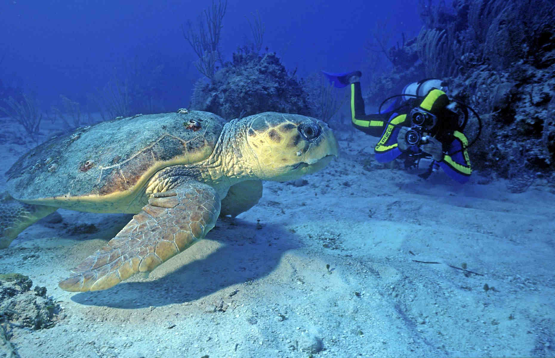 Tortue - Séjour Caraïbes, Voyage Sainte Lucie