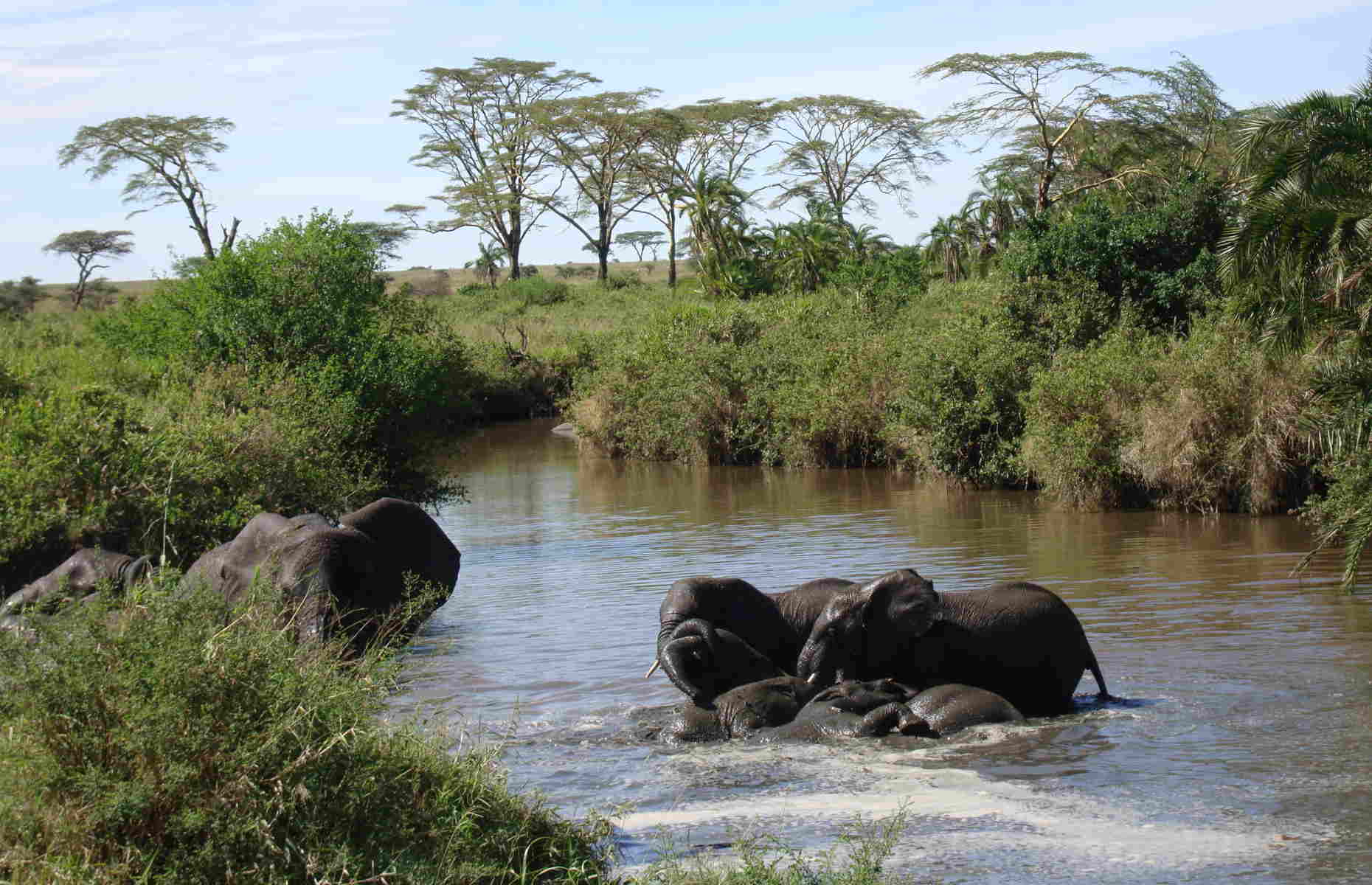 Éléphants - Séjour Afrique, Voyage Tanzanie