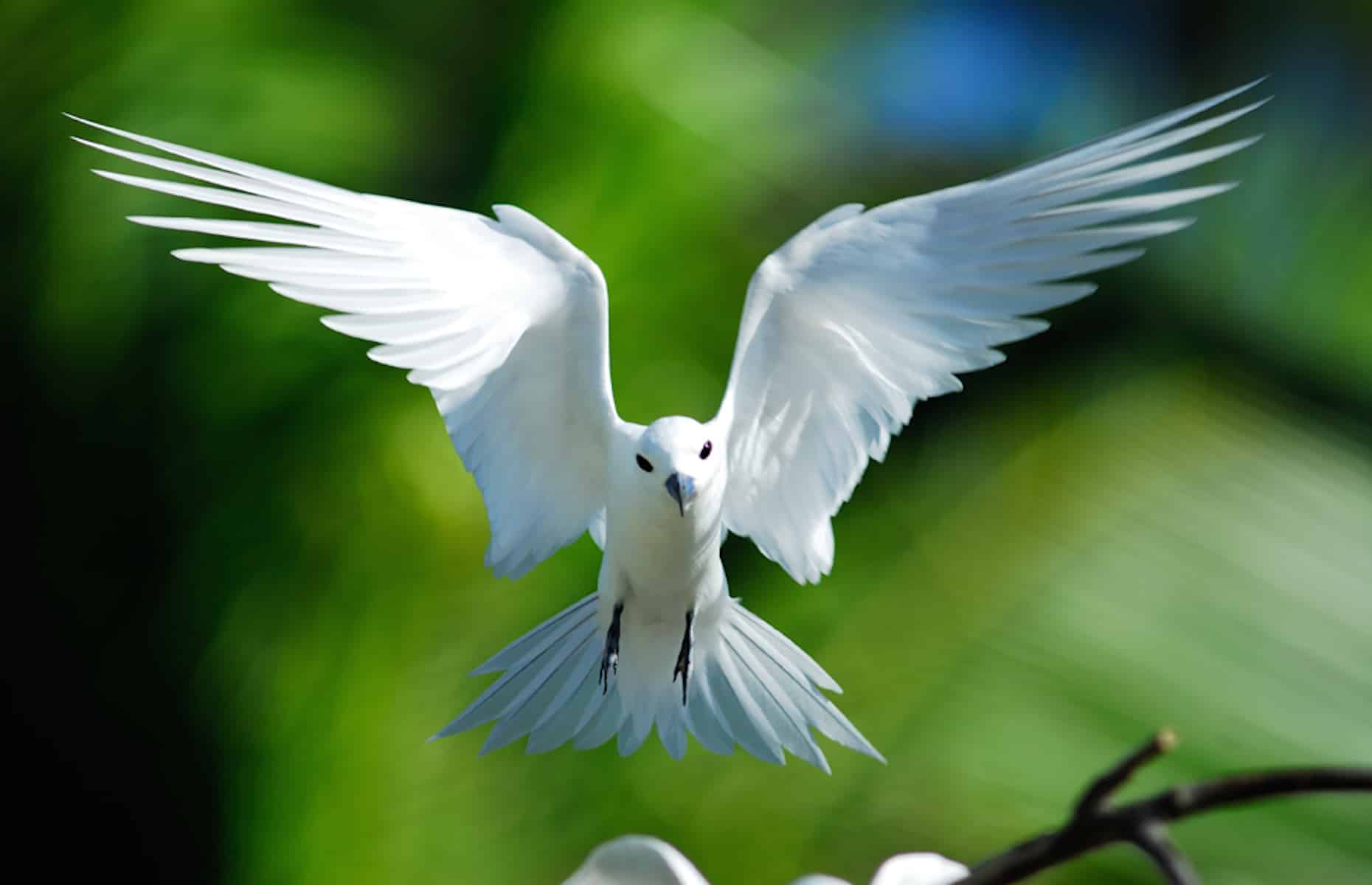 Oiseau Emblématique - Voyage aux Seychelles