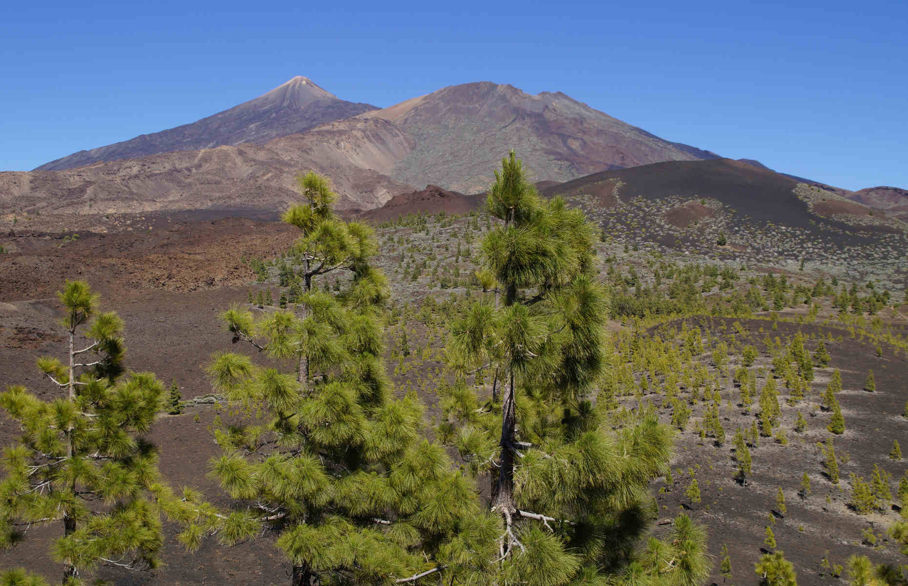 Parc National Teide Tenerife - Voyage Îles Canaries, Espagne