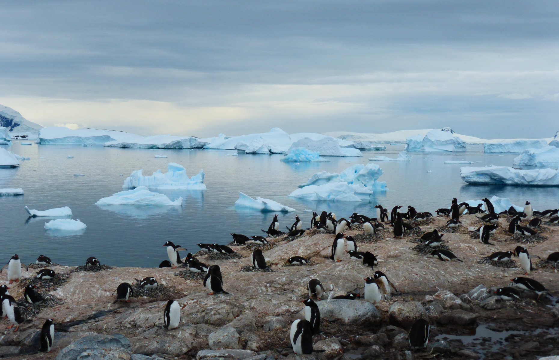 Voyage Antarctique