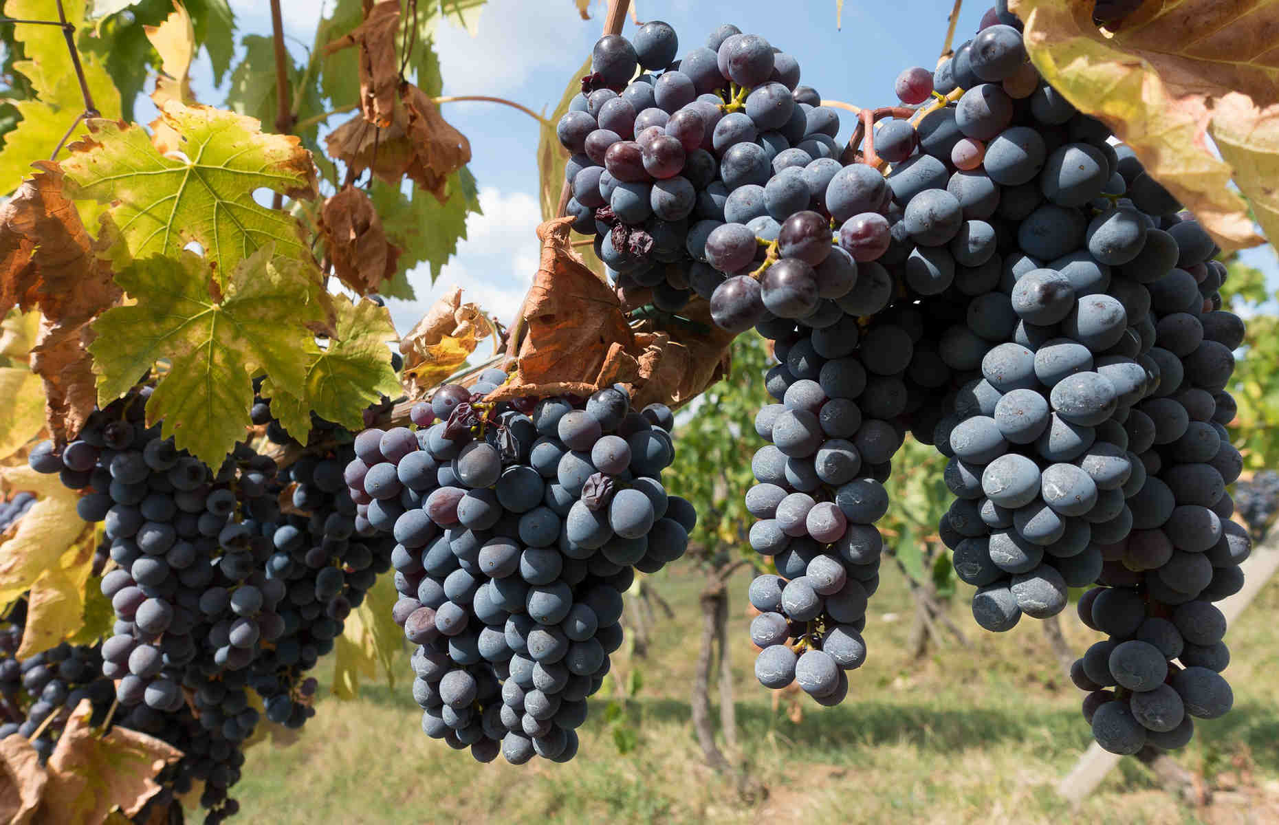 chianti-toscane-italie