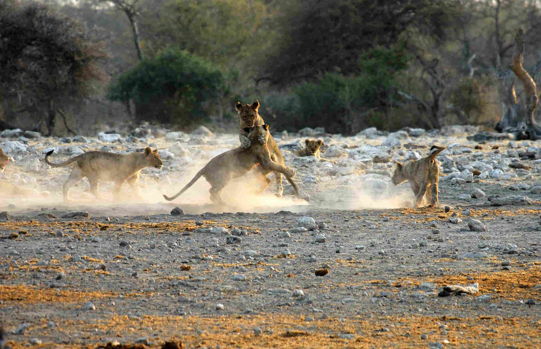 Lions Etosha - Circuit Namibie