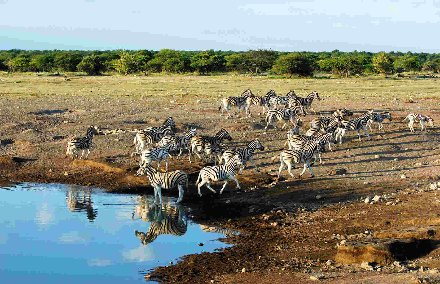 Point d'eau Etosha - Circuit Namibie