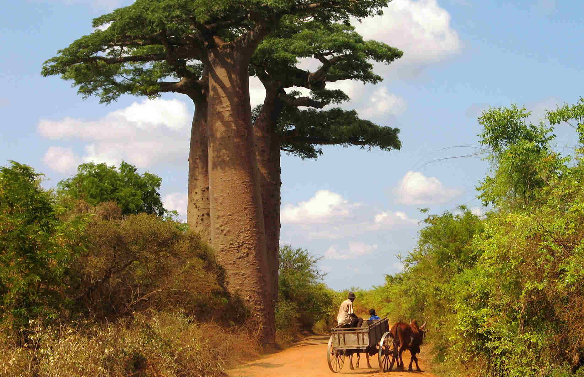 Baobabs - Voyage Madagascar