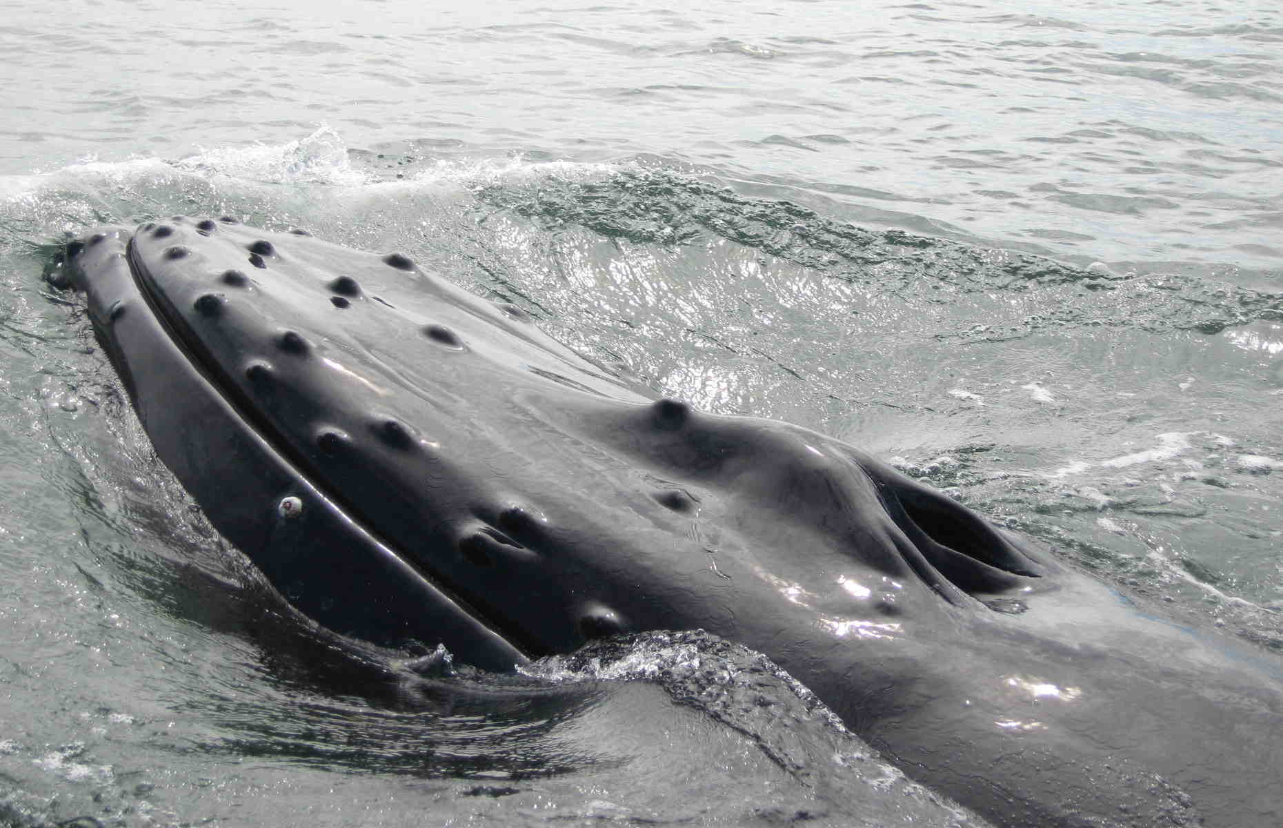 Baleine Sainte Marie - Voyage Madagascar