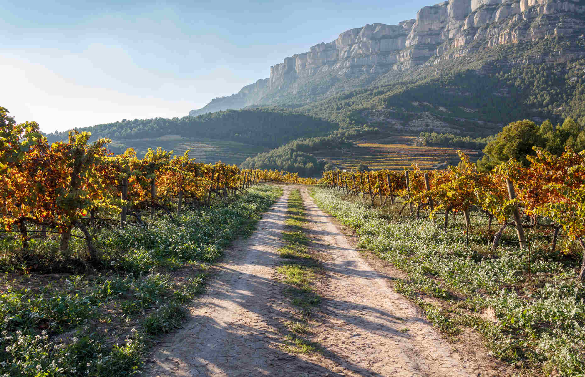 Vignobles Région Priorat - Voyage Catalogne, Espagne