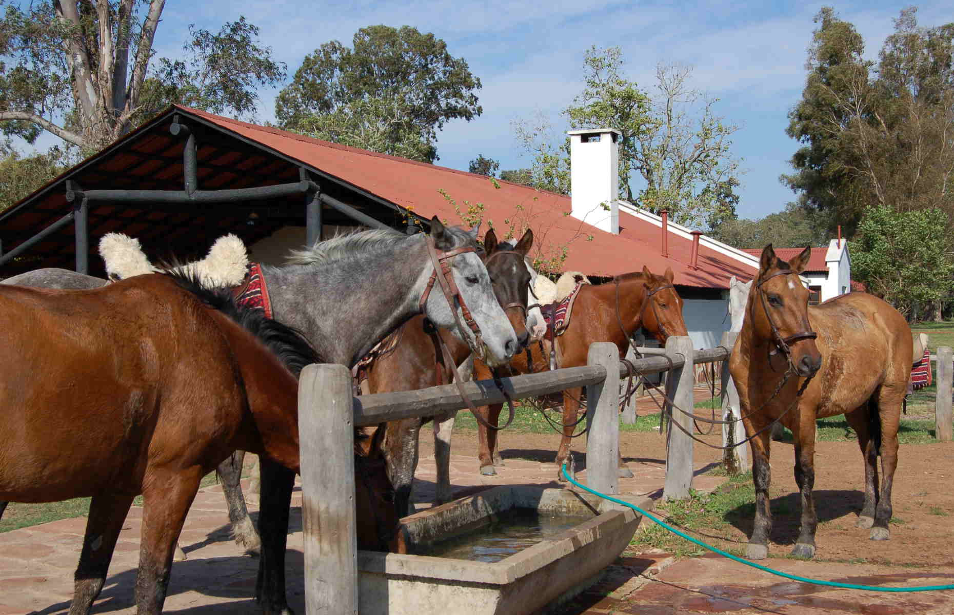 ecuries-rincon-del-socorro-esteros-del-ibera-argentine