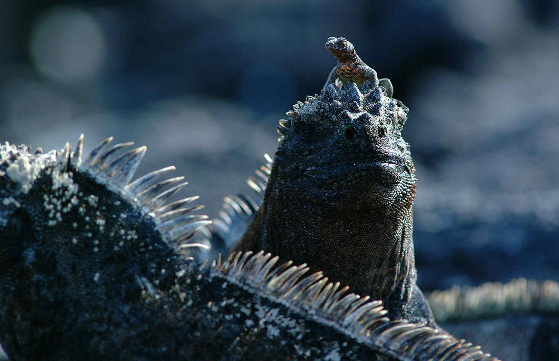 Galapagos-iguane