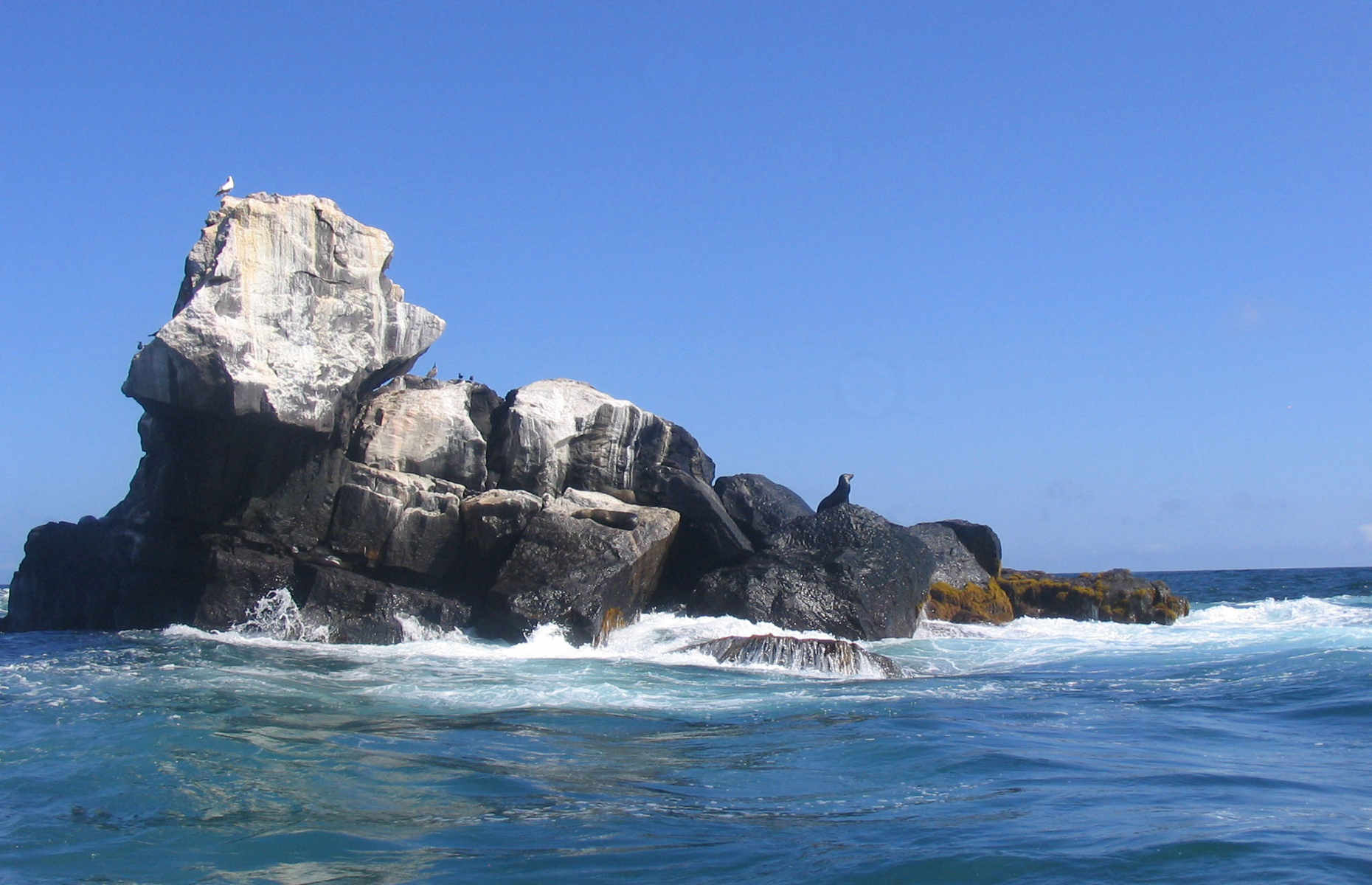 galapagos-lions-de-mer-rocher