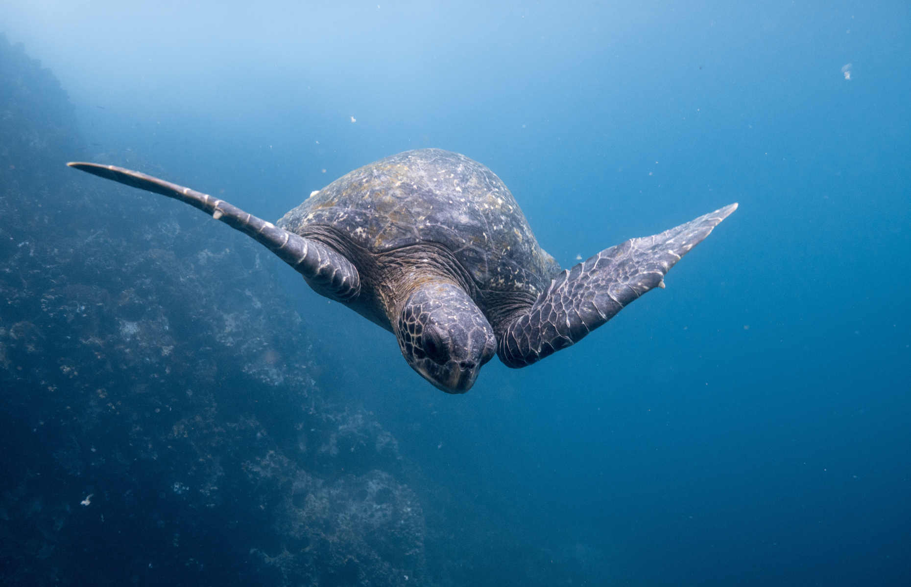 tortue-mer-galapagos