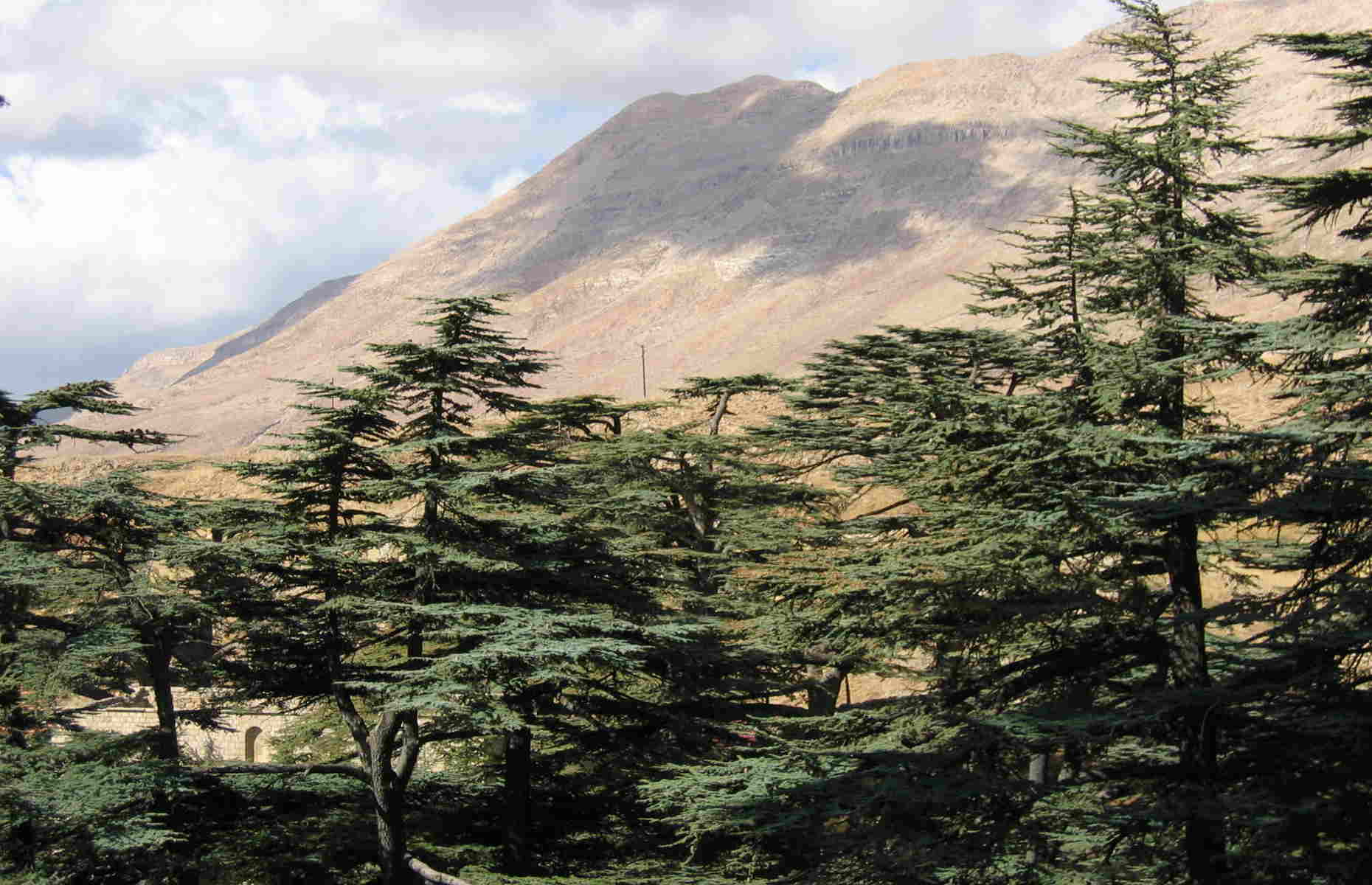 Forêt des Cèdres - Voyage au Liban