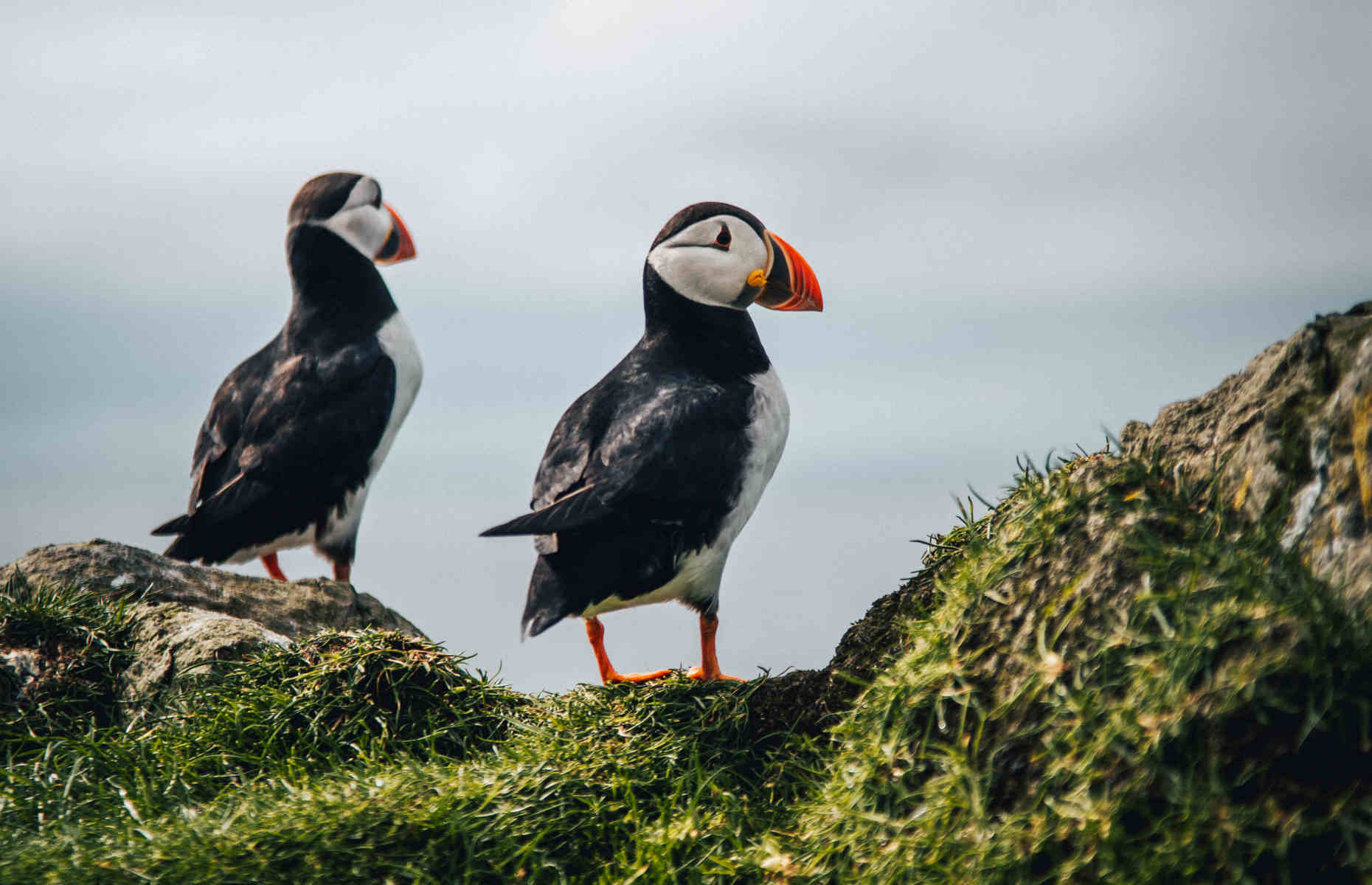 Macareux © twintheworldInstagram MYNDA BRÚK / visitfaroeislands.com - Voyage Iles Féroé