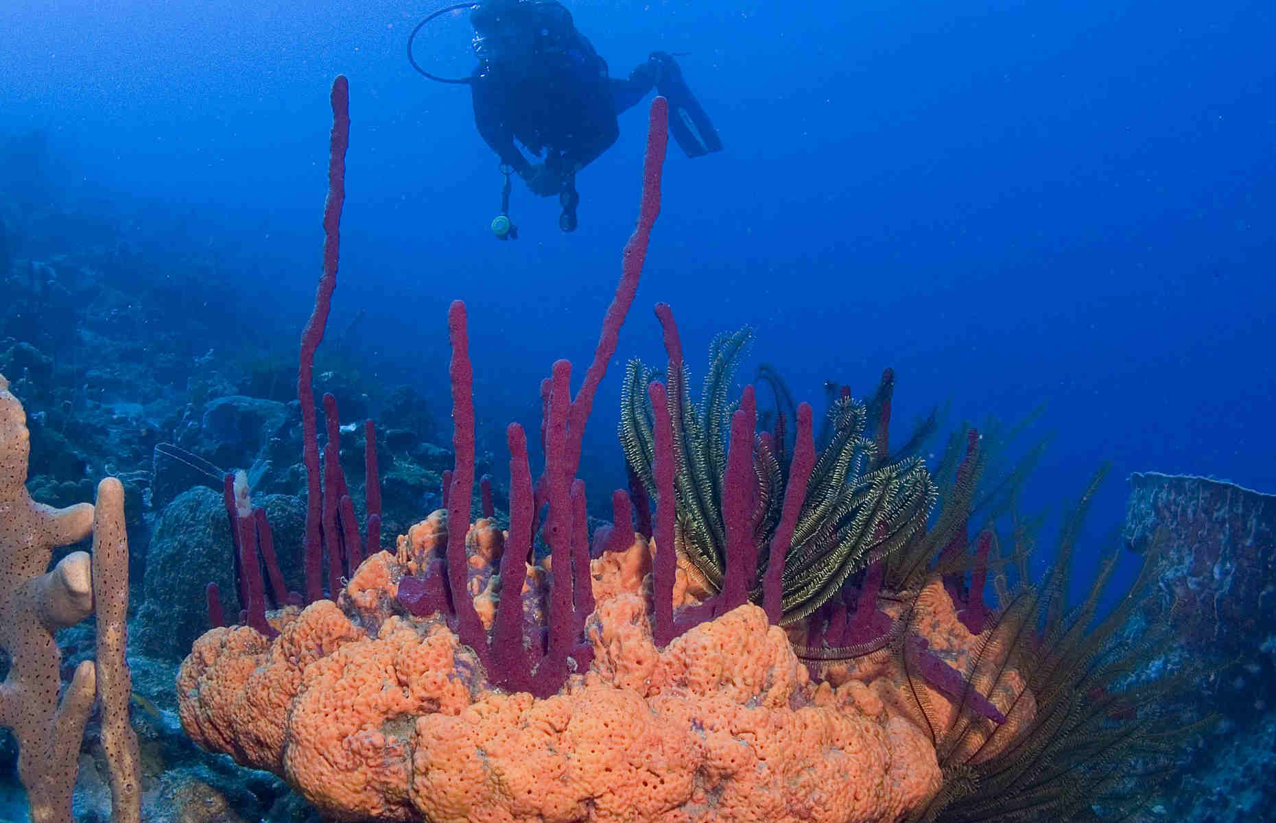 Plongée - Voyage la Dominique, Caraïbes