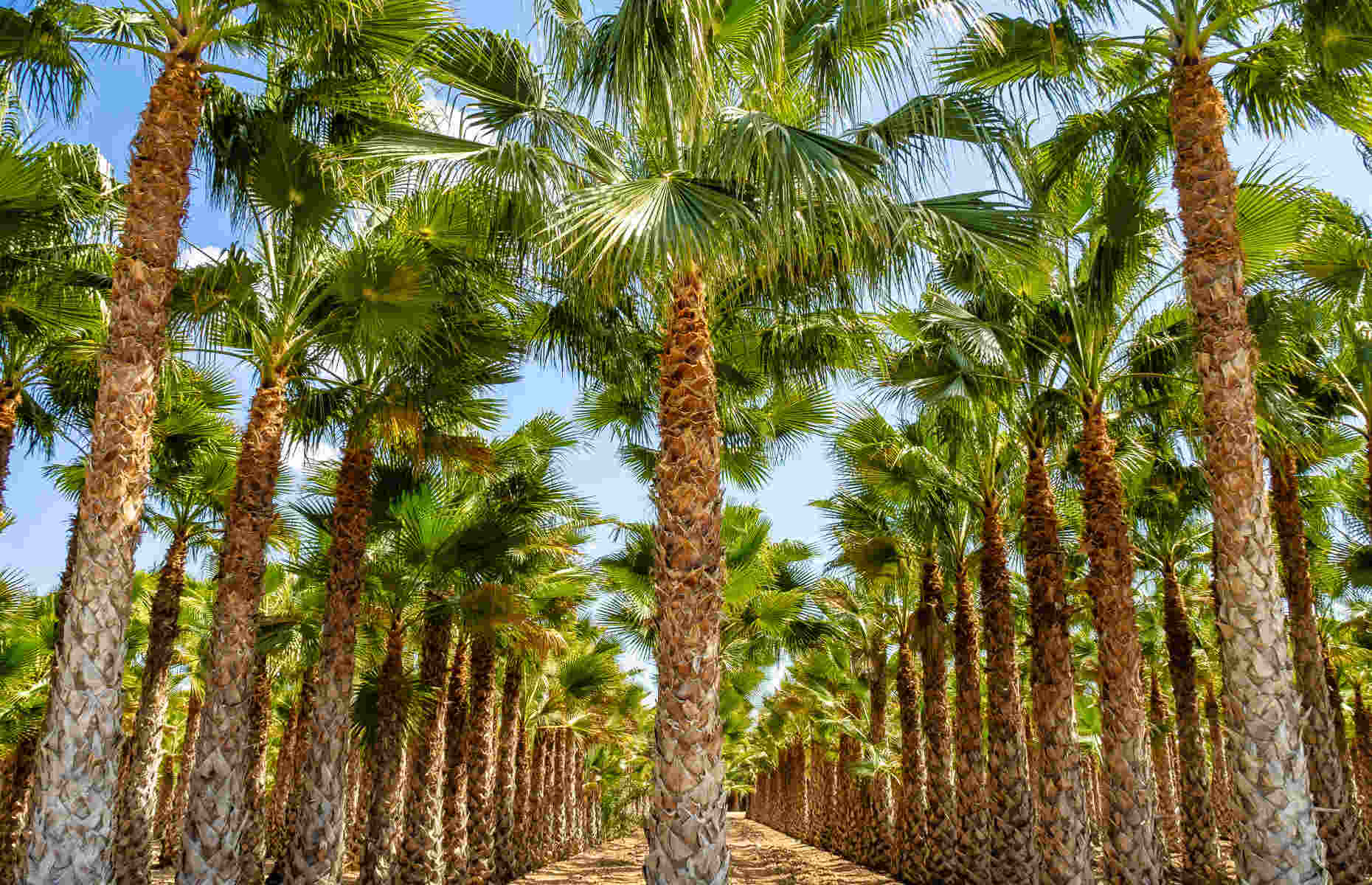 Palmeraie d'Elche, province d'Alicante - Séjour Espagne