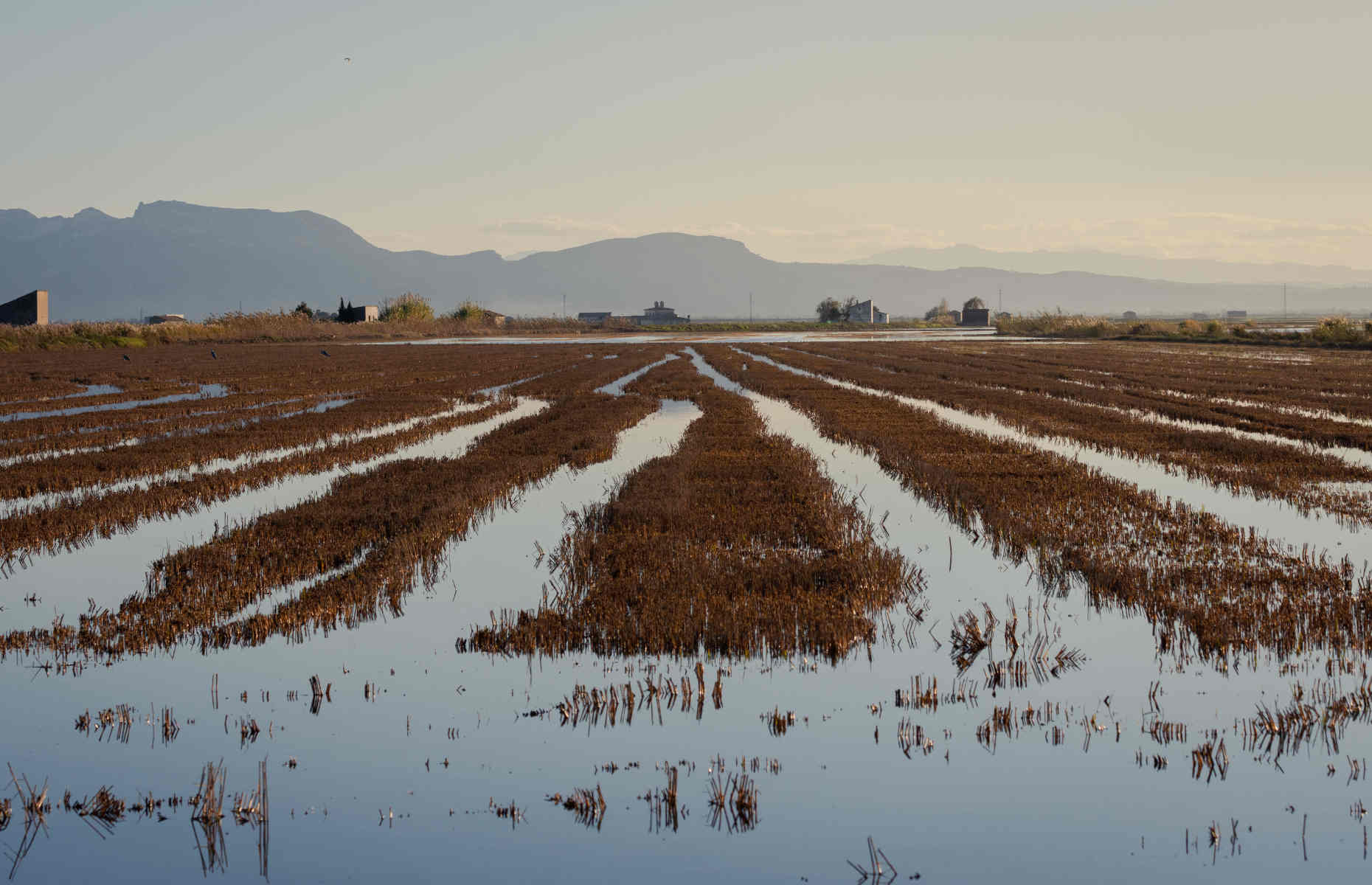 Rizières Parc Naturel d'Albufera, province de Valence - Séjour Espagne